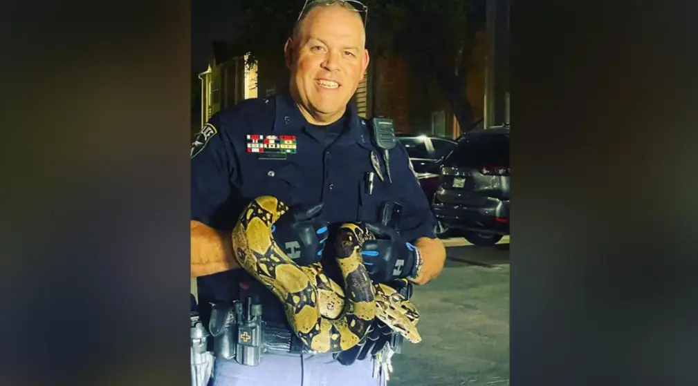 Texas Woman’s Vehicle Blocked by Escaping Python in Parking Lot