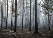 Louisiana is Experiencing Record-Breaking Wildfires Due to Extreme Temperatures And a Lack of Rainfall.