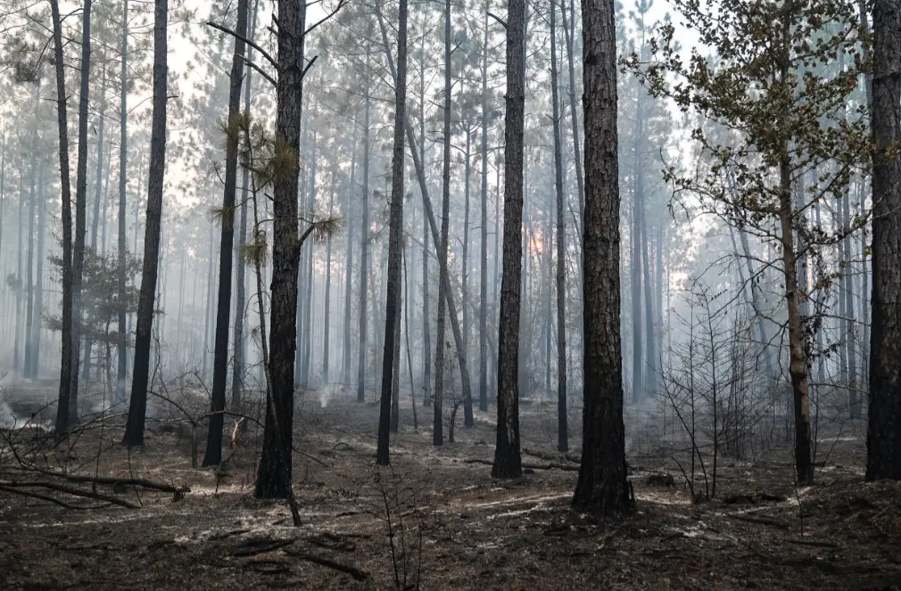 Louisiana is Experiencing Record-Breaking Wildfires Due to Extreme Temperatures And a Lack of Rainfall.