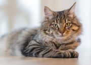 Cats and Cancer: Exploring the Symptoms and the Healing Potential of Cannabidiol for Feline Patients