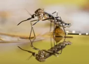 Massachusetts has seen the first two cases of the deadly West Nile virus.