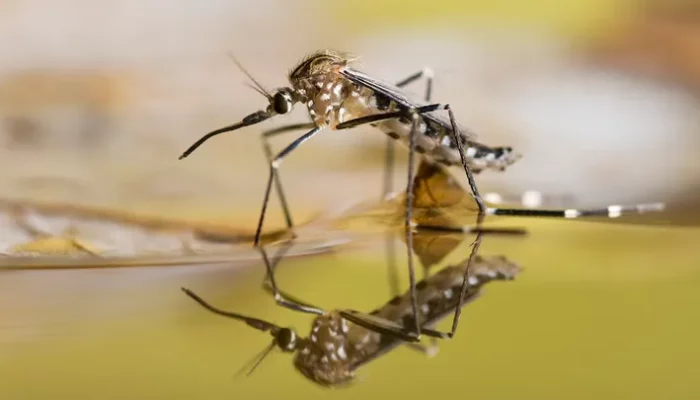 Massachusetts has seen the first two cases of the deadly West Nile virus.