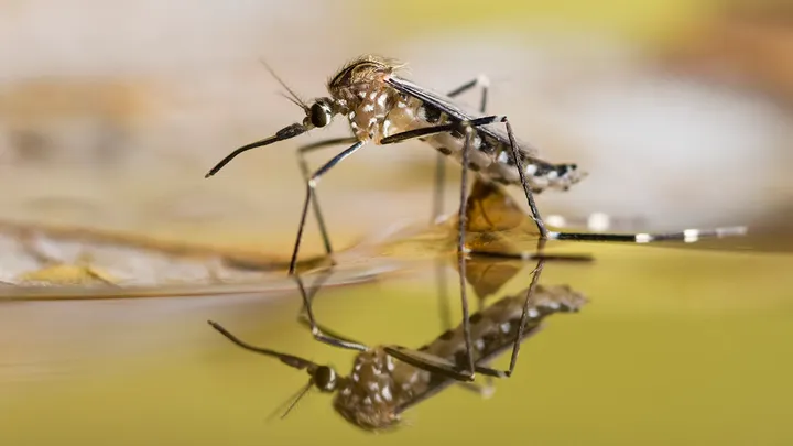 Massachusetts has seen the first two cases of the deadly West Nile virus.