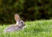 Nature’s Buffet: A Look at the Diet of Wild Rabbits