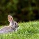 Nature’s Buffet: A Look at the Diet of Wild Rabbits