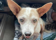 Arizona Woman Accused With Dumping Aging, Blind Dog on Roadside