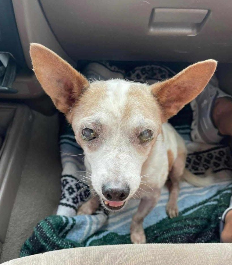 Arizona Woman Accused With Dumping Aging, Blind Dog on Roadside