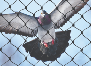 Winging It: How Bird Netting Keeps Unwanted Guests at Bay