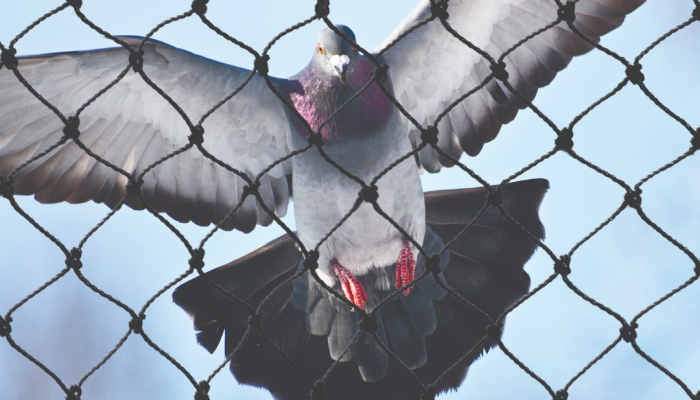 Winging It: How Bird Netting Keeps Unwanted Guests at Bay