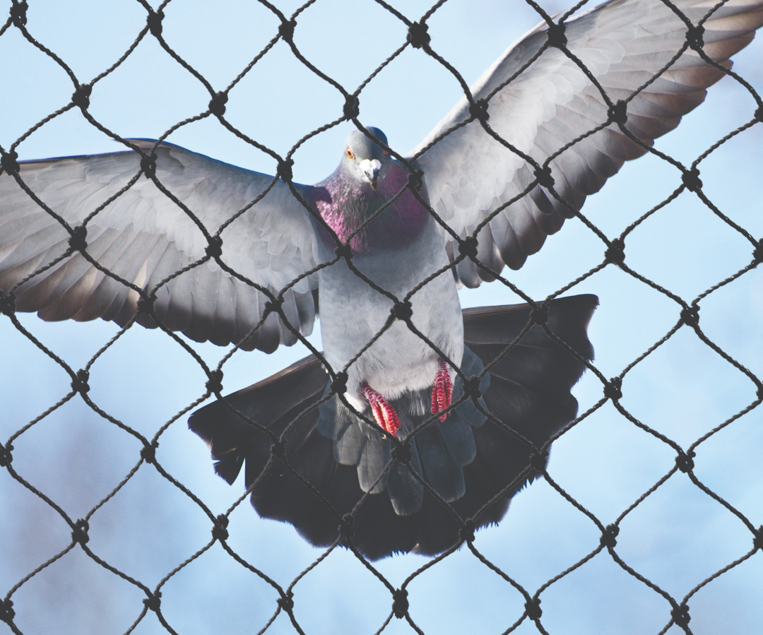 Winging It: How Bird Netting Keeps Unwanted Guests at Bay