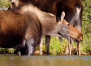 A Colorado Moose Headbutted and Stamped on a Dog-Walking Lady.