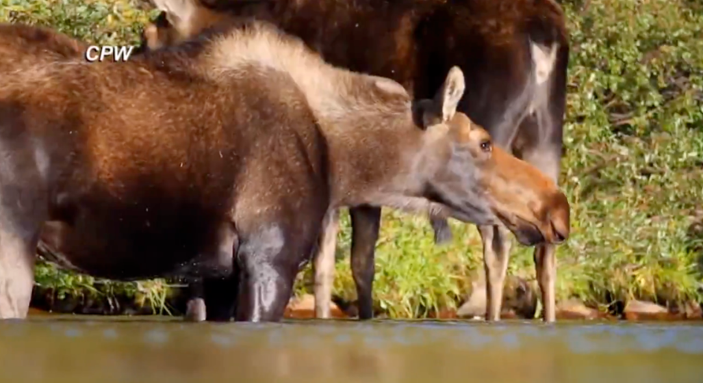 A Colorado Moose Headbutted and Stamped on a Dog-Walking Lady.