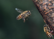 Kentucky Coroner: Bee Swarm Kills Man.