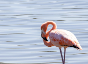 Leggy Pink Flamingos Appear on the East Coast Following Idalia.