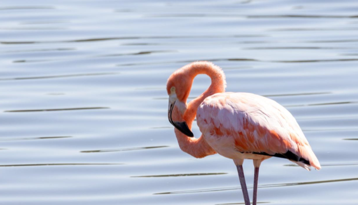 Leggy Pink Flamingos Appear on the East Coast Following Idalia.