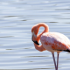 Leggy Pink Flamingos Appear on the East Coast Following Idalia.