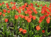 The History And Significance Of Tulip Bulbs In Dutch Culture