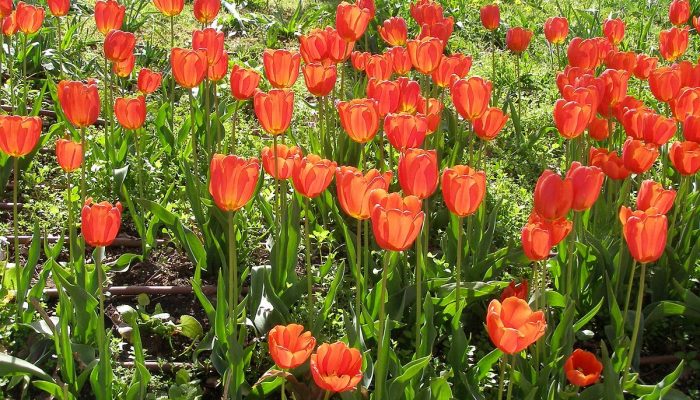 The History And Significance Of Tulip Bulbs In Dutch Culture