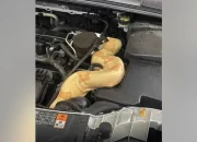 An eight-foot albino boa is found coiling around a vehicle engine by a South Carolina auto technician.