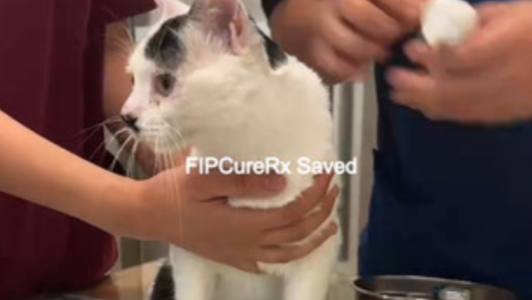 Introduction to FIP and Its Impact on Cats