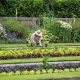 Finding the best Expert Gardening Services