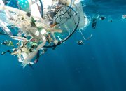 The Impact of Plastic Waste on Marine Life and Ways to Mitigate It