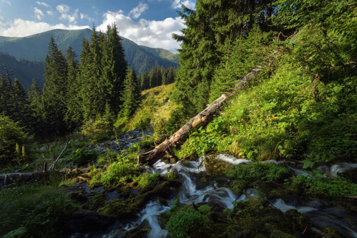 Wild Explorations in the Carpathians