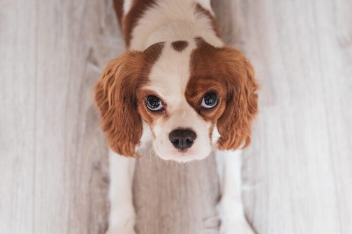 King Charles Spaniel