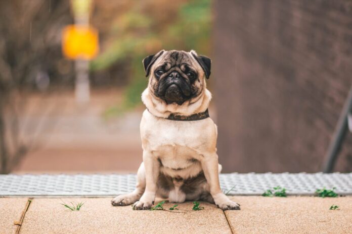 Pug Dog on Stairs