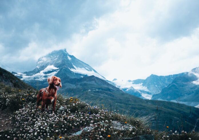 Irish Setter on Mountain