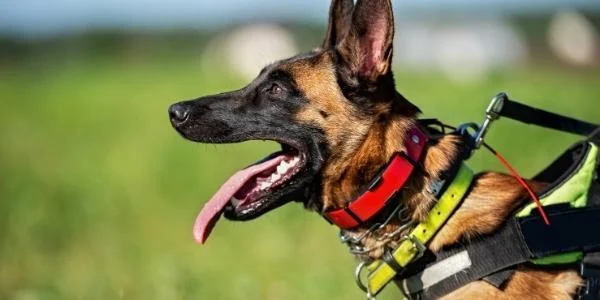 Effective Techniques for Aggressive Dog Training