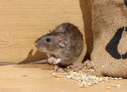 Home Rat Removal 101: Effective Strategies for a Rodent-Free Space