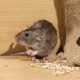 Home Rat Removal 101: Effective Strategies for a Rodent-Free Space