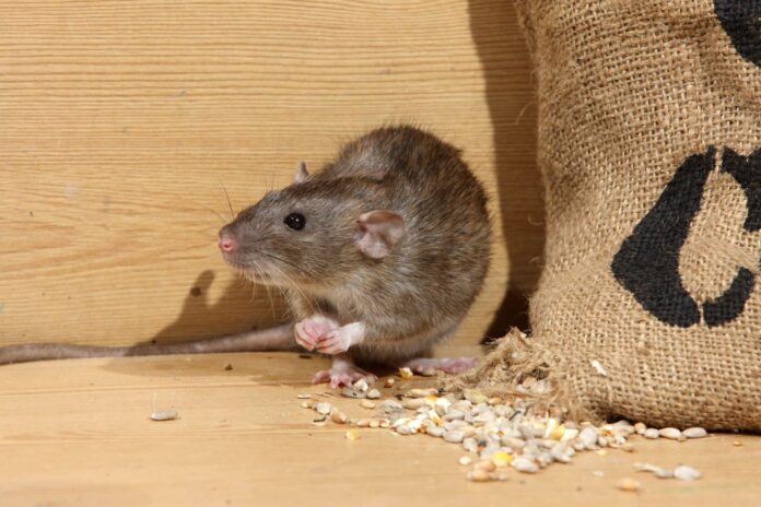 Home Rat Removal 101: Effective Strategies for a Rodent-Free Space