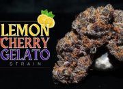 Lemon Cherry Gelato Cannabis Strain: A Delectable Blend of Flavors and Effects