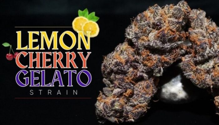 Lemon Cherry Gelato Cannabis Strain: A Delectable Blend of Flavors and Effects