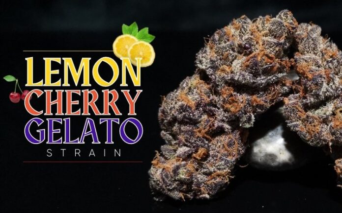 Lemon Cherry Gelato Cannabis Strain: A Delectable Blend of Flavors and Effects