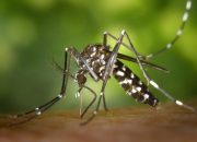 Best Time to Spray for Mosquitoes: Expert Recommendations