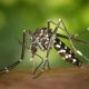 Best Time to Spray for Mosquitoes: Expert Recommendations