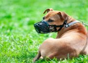 Unveiling The Ultimate Guide To Canine Comfort And Safety: The Best Dog Muzzles