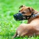 Unveiling The Ultimate Guide To Canine Comfort And Safety: The Best Dog Muzzles