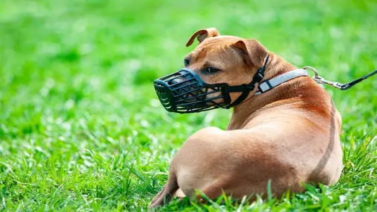 Unveiling The Ultimate Guide To Canine Comfort And Safety: The Best Dog Muzzles