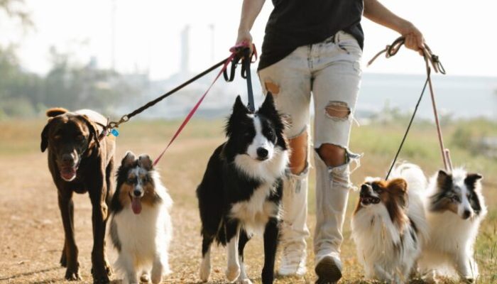 Let’s Take a Look at The Friendliest Dog Breeds