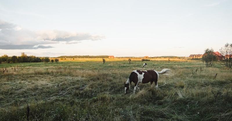 Feed Your Passion: Exploring Horse Feed