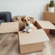 The Role of Professional Pet Movers in Relocation