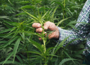 How Long Does It Take to Cultivate a Hemp Crop? 10 Tips for Beginners