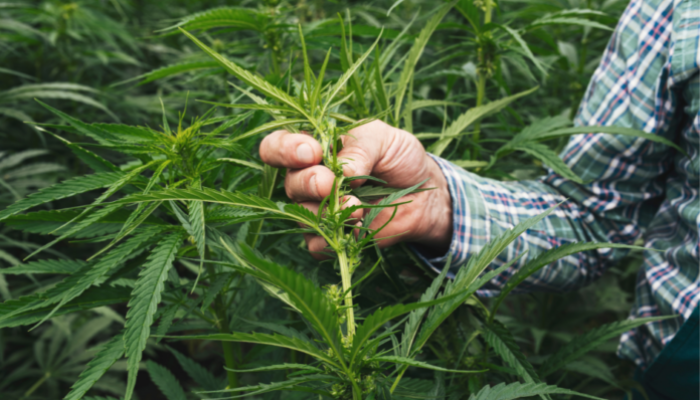 How Long Does It Take to Cultivate a Hemp Crop? 10 Tips for Beginners