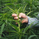 How Long Does It Take to Cultivate a Hemp Crop? 10 Tips for Beginners