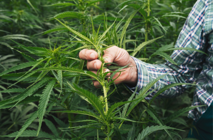 How Long Does It Take to Cultivate a Hemp Crop? 10 Tips for Beginners