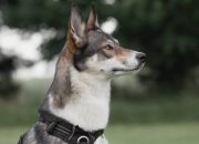 Safe and Comfortable Dog Walking: The Harness and Lead Solution